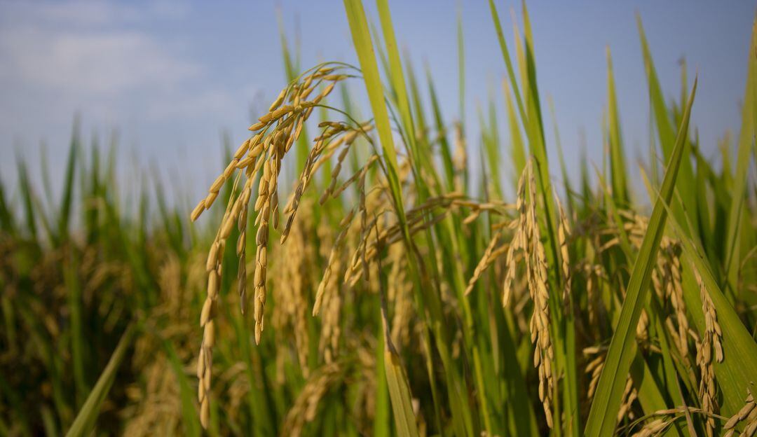 Cultivo de arroz