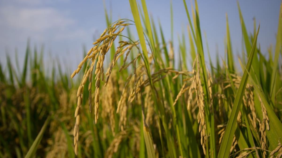 Plan para equilibrar condiciones para producir arroz en Colombia