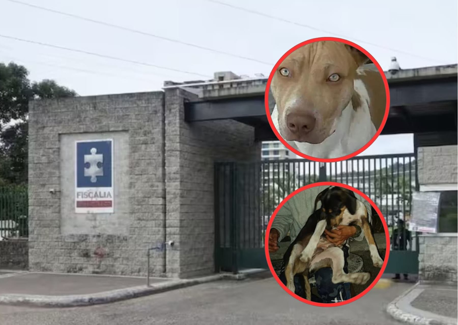 Maltrato animal en el Tolima y Antioquia