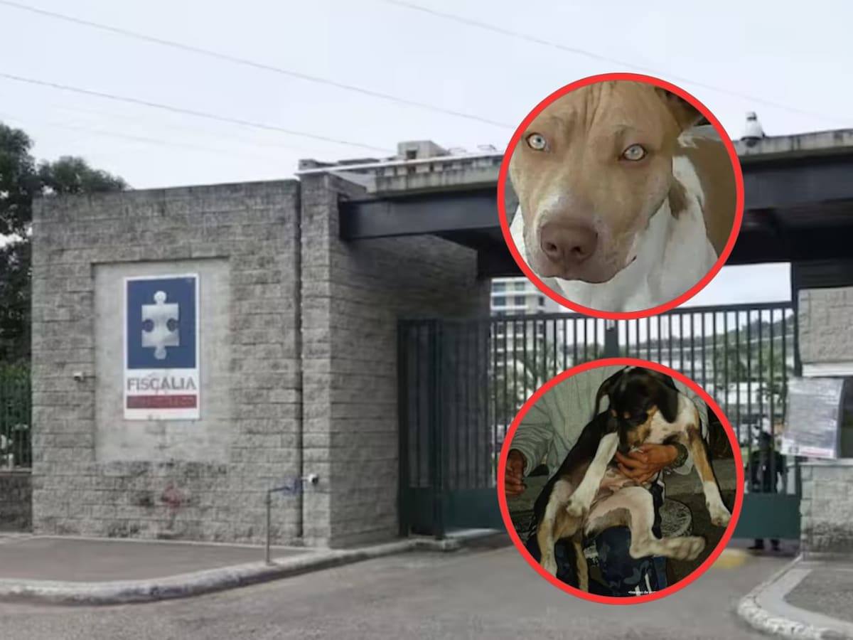 Dos hombres fueron judicializados por maltrato animal en los departamentos de Tolima y Antioquia