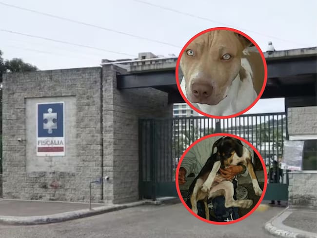 Maltrato animal en el Tolima y Antioquia