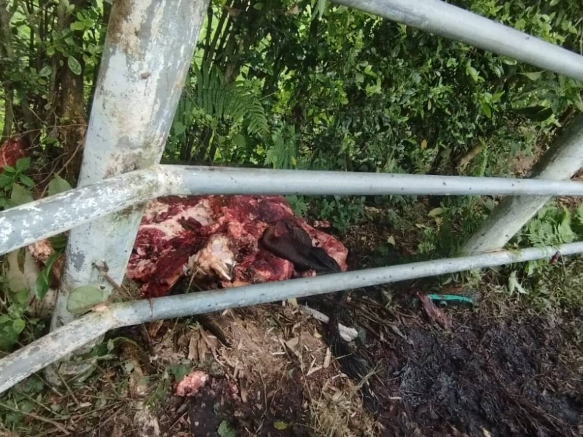 ¿Cuántos casos de abigeato o carneo se han presentado en el Quindío?