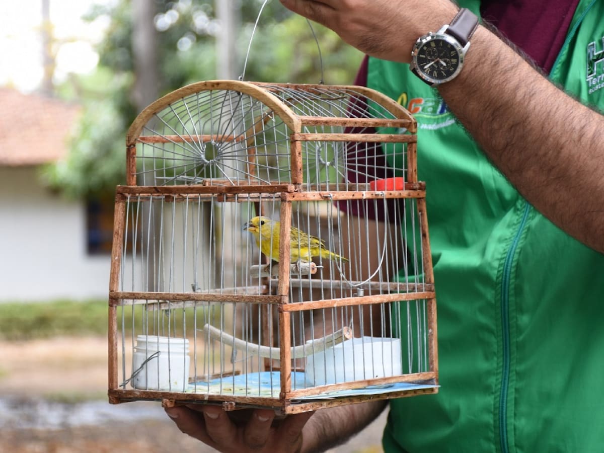 Uso ilegal de jaulas dejan en peligro aves en el Huila