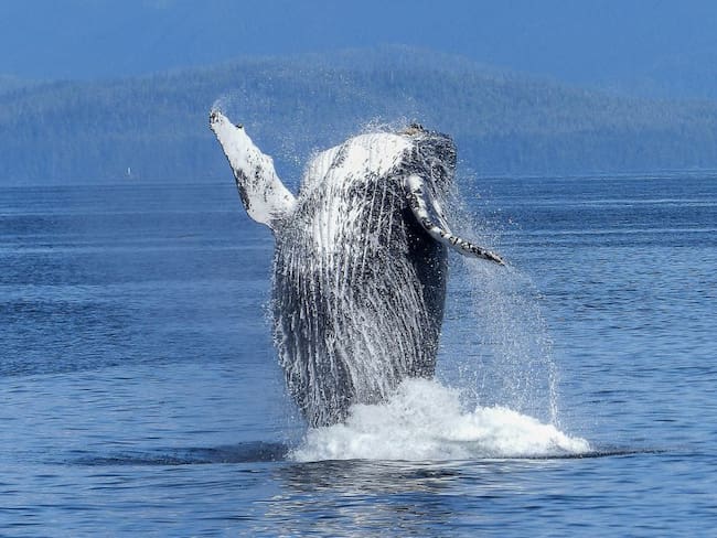 Una ballena con 40 kg de plástico en su estómago muere de hambre