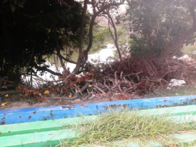 Denuncian aparente tala irregular de mangles en el sector de Marbella, en Cartagena