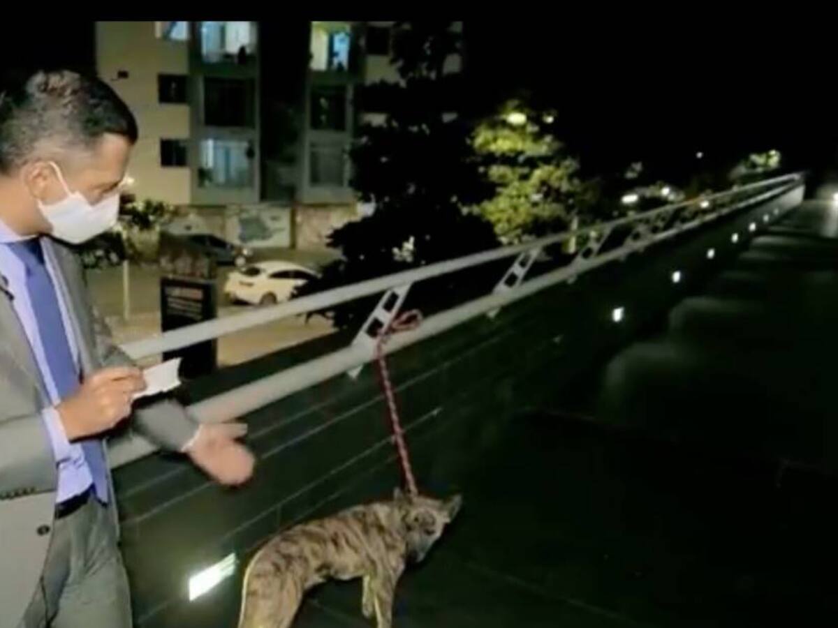 Denuncian el abandono de una mascota en el parque Débora Arango