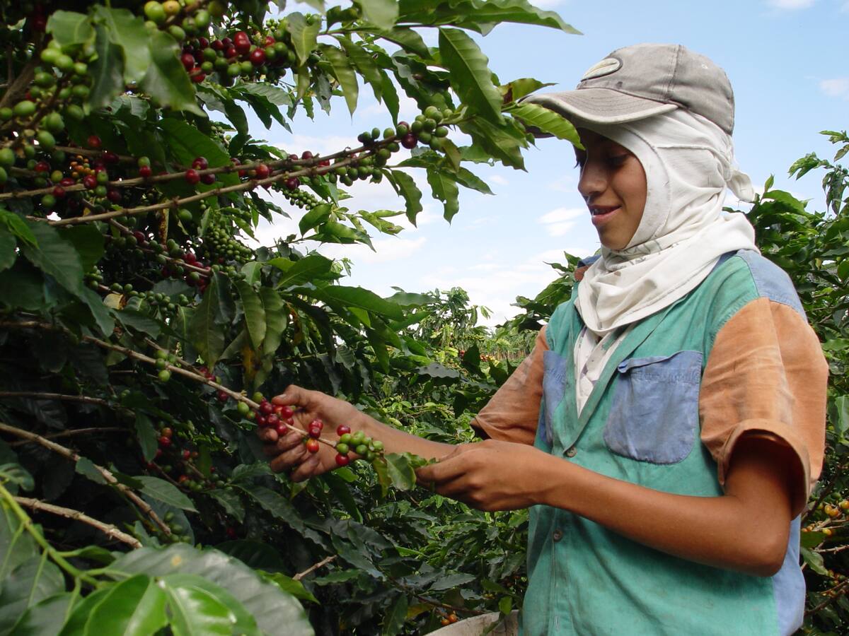 Argelia (Cauca) es el escenario de la Primera Subasta del Café por la Paz