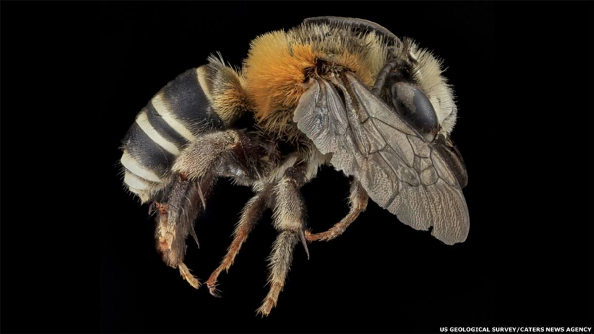 "Hay una larga historia de lucha taxonómica para separar las especies en estos grupos. Los machos y las hembras a menudo se ven muy diferentes, los nidos son difíciles de encontrar y muchas especies se detectan sólo ocasionalmente", dice el Servicio Geológico de EE.UU. (Augochlorella Aurata, hembra)