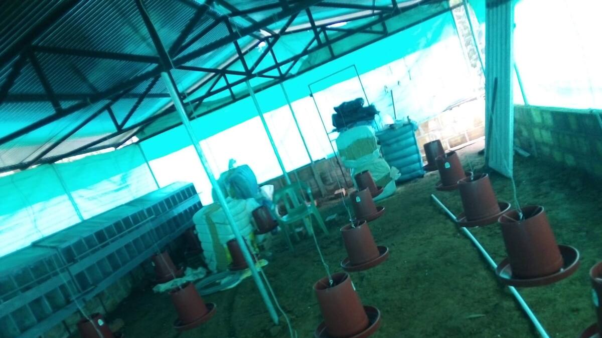 Huevos orgánicos ricos en Omega 3 producen en Putumayo