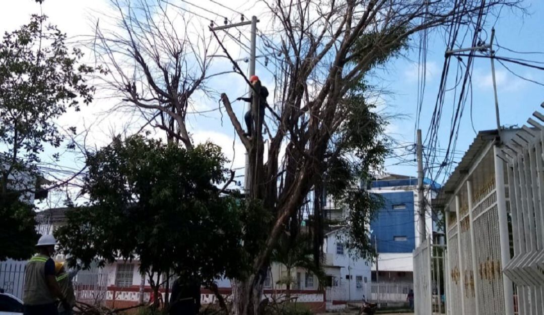 Envenenamiento de árboles en el barrio Nuevo Bosque