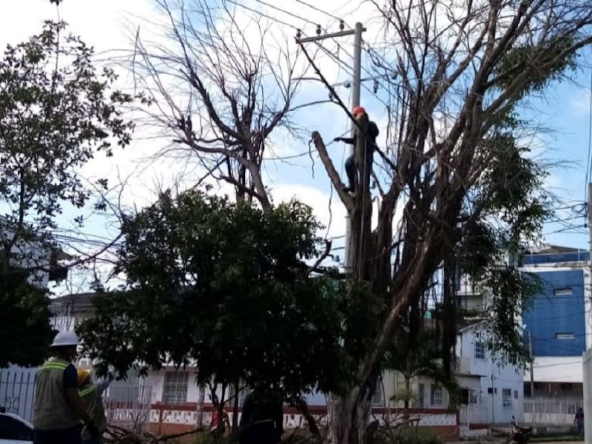 Árboles están siendo envenenados con herbicidas y químicos en Cartagena