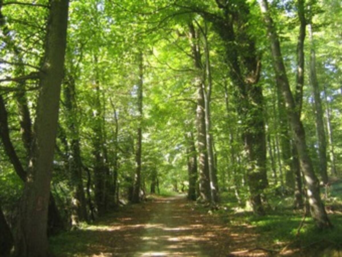 El 2011 es el año internacional de los bosques