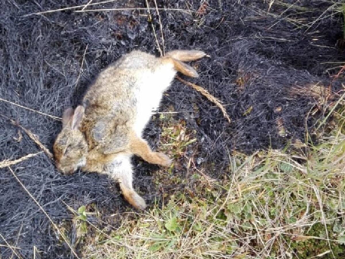 Incendios forestales afectan Parque los Nevados