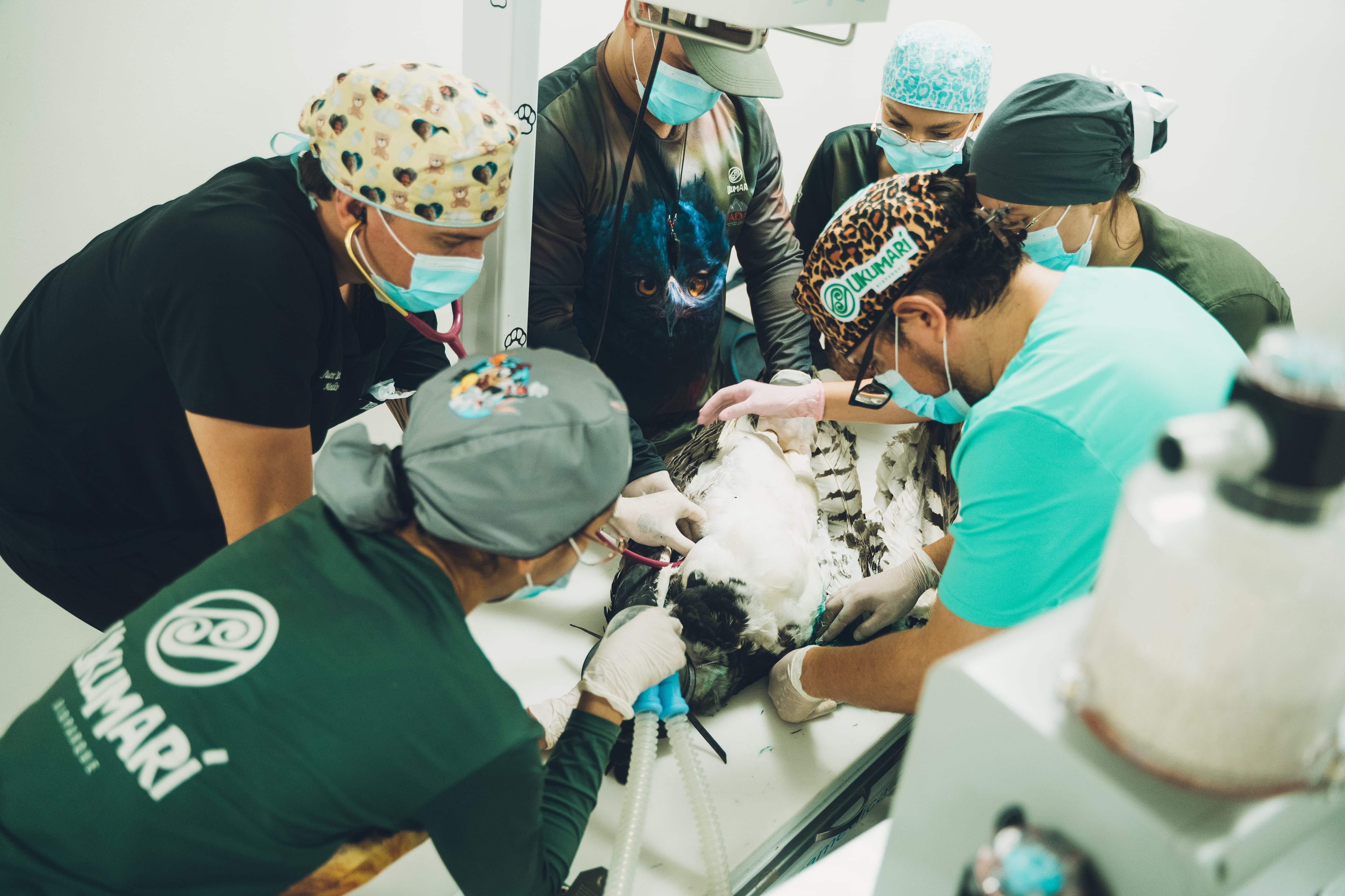 Foto: Cirugía Águila Arpía - Bioparque Ukumarí de Pereira