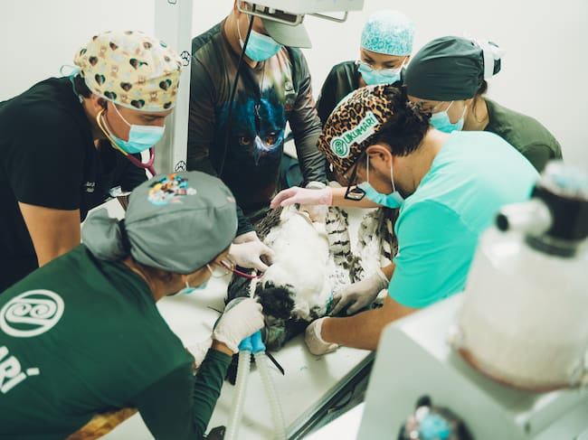 Foto: Cirugía Águila Arpía - Bioparque Ukumarí de Pereira