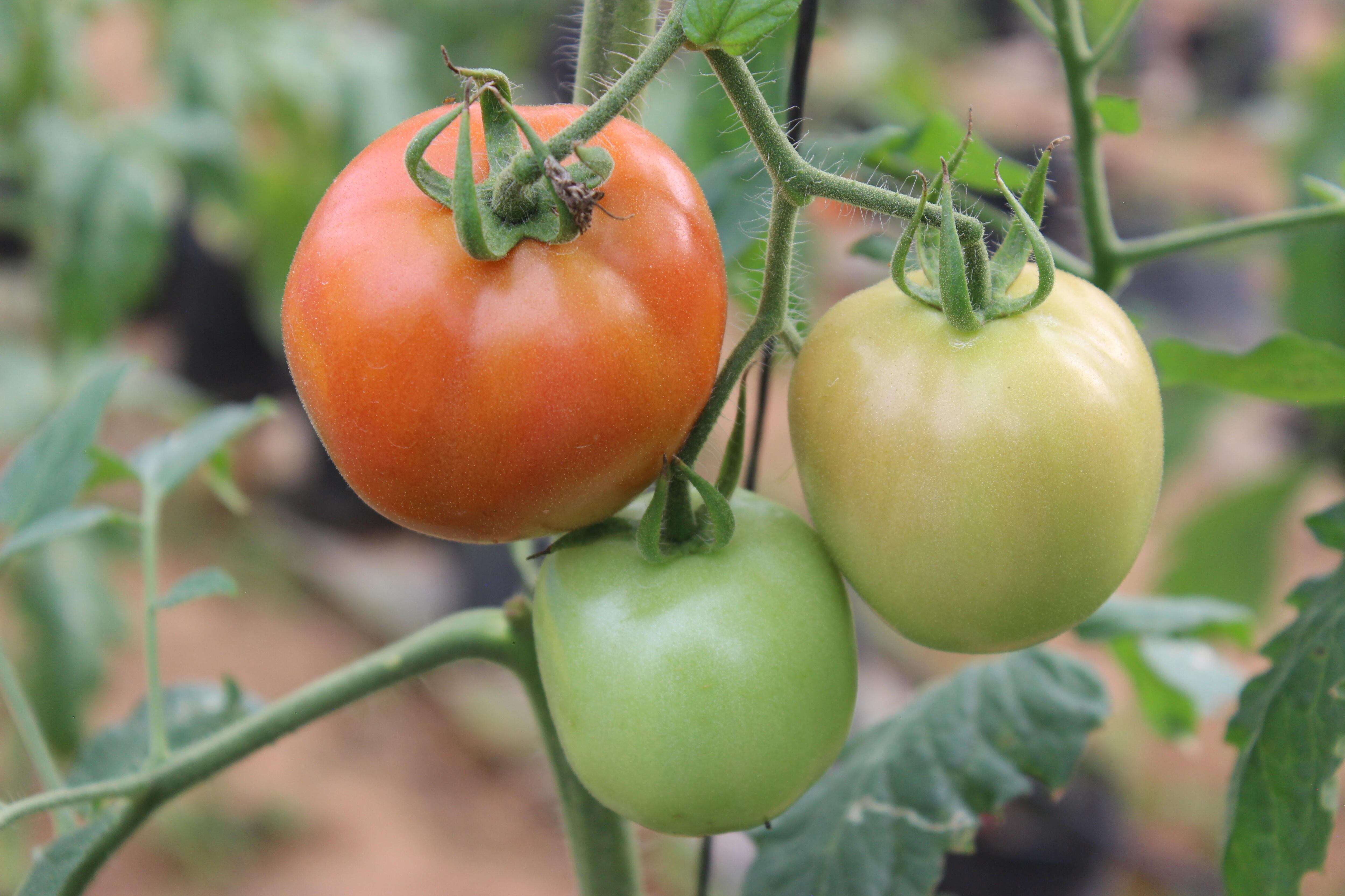 Cultivo de tomates. Foto: cortesía agrosavia
