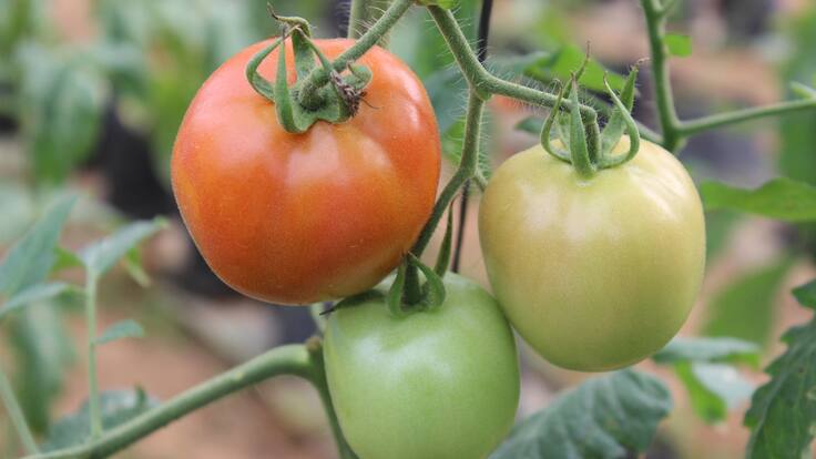 Por qué ahora el tomate más comercial en Colombia es menos jugoso y con piel más dura