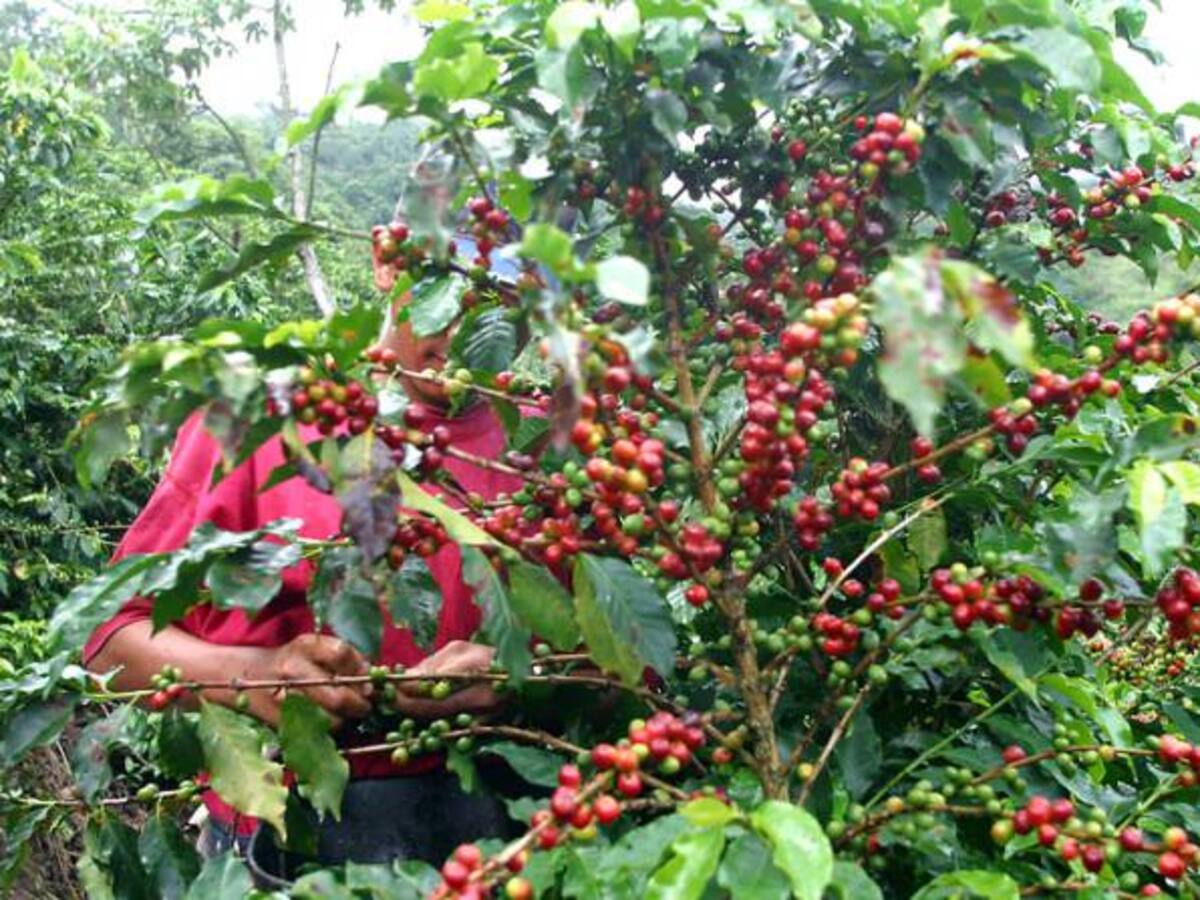 El paisaje cultural cafetero no tiene dolientes: cafeteros