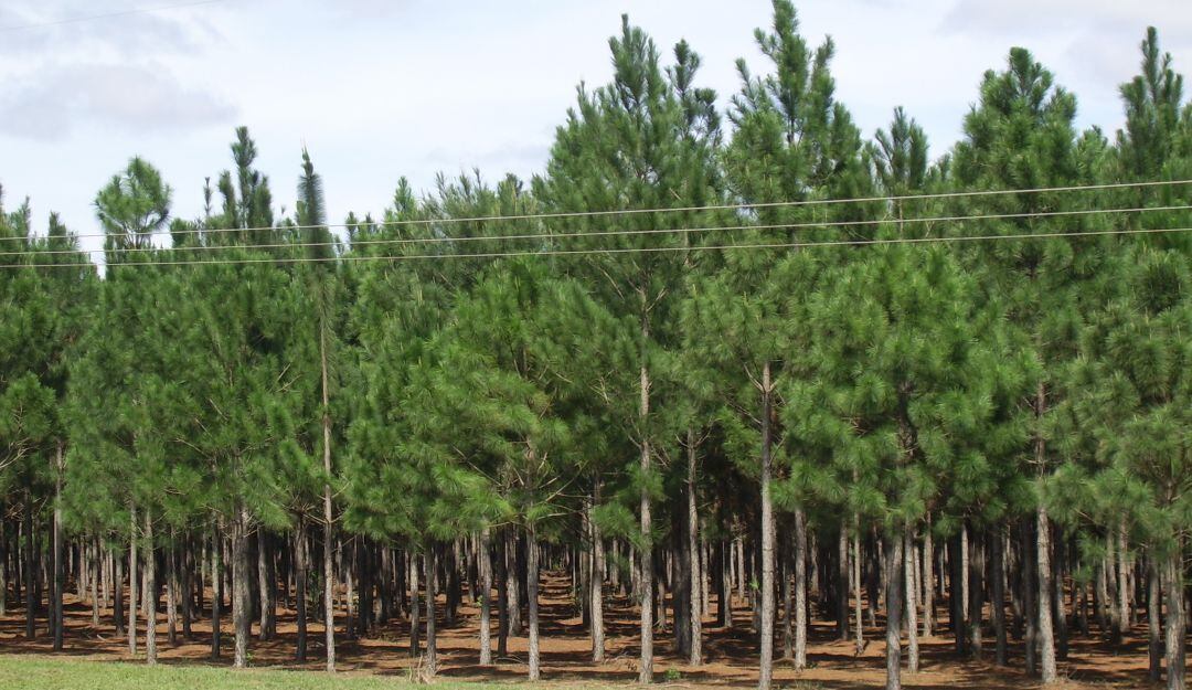 Bosque cultivado