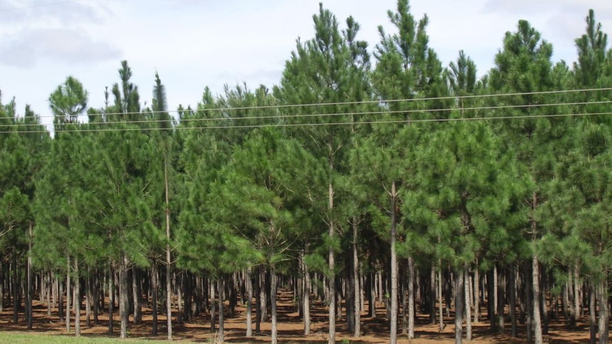 Industria maderera impulsa formalización de pequeños productores del sector