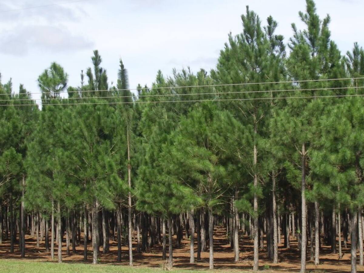 Industria maderera impulsa formalización de pequeños productores del sector