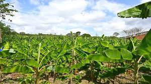 Con recursos del Sistema General de Regalías por más de $2.600 millones.