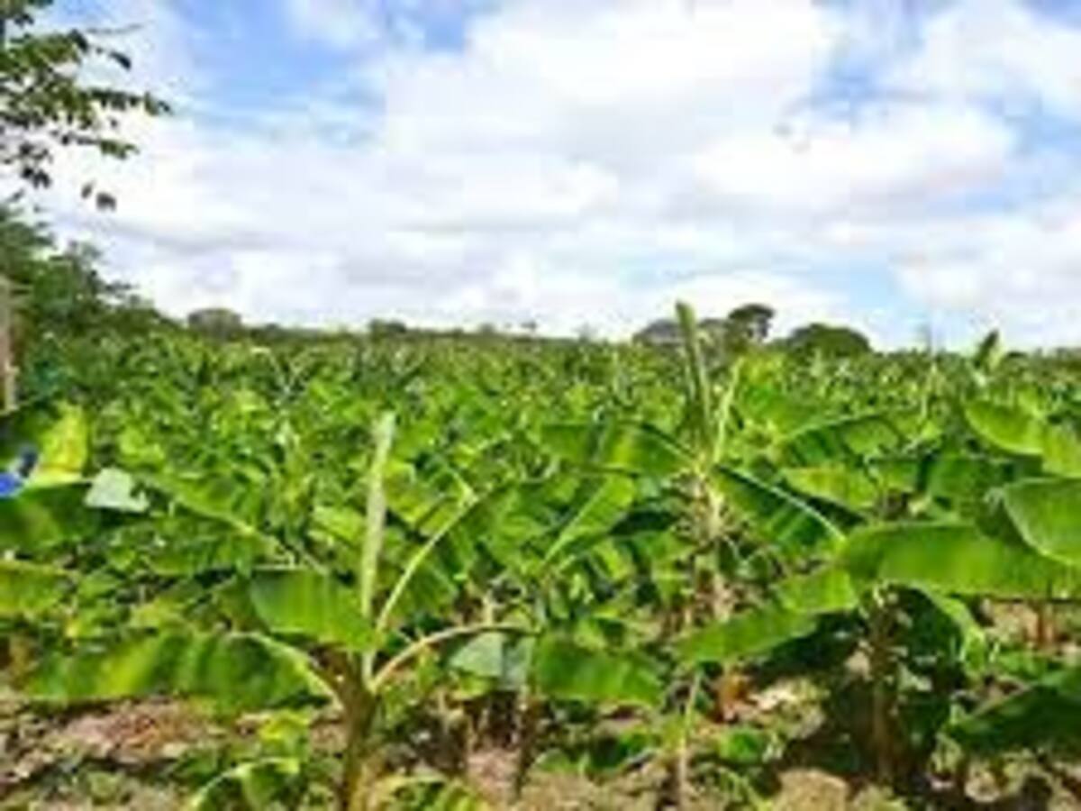 Asociaciones de productores de plátano en el Huila de siembras nuevas