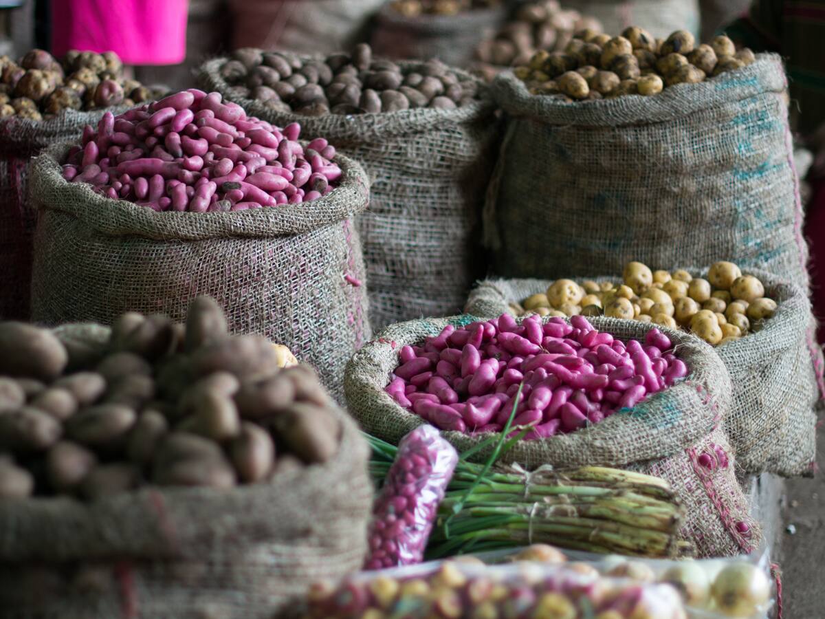 ¿Cundinamarca, Boyacá o Nariño? Departamento que produce más papa en Colombia