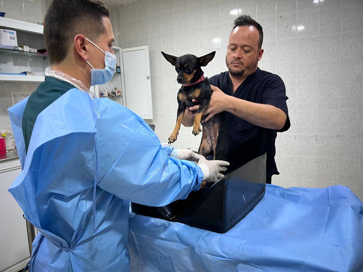 En Bucaramanga rescataron a una perra pinscher a la que una menor de edad le dio tusi