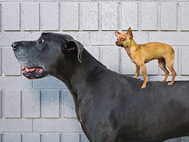 Chihuahua sobre un Gran danés (Getty Images)