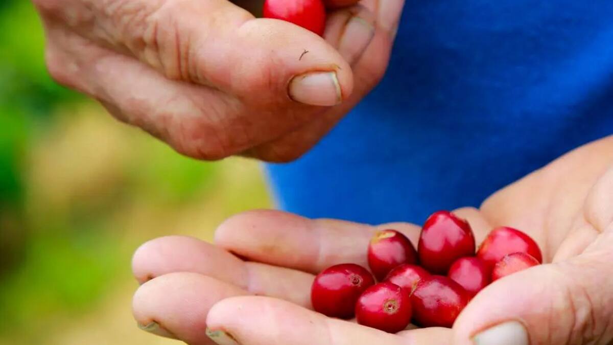 El futuro es cada vez más incierto para los cafeteros de Colombia