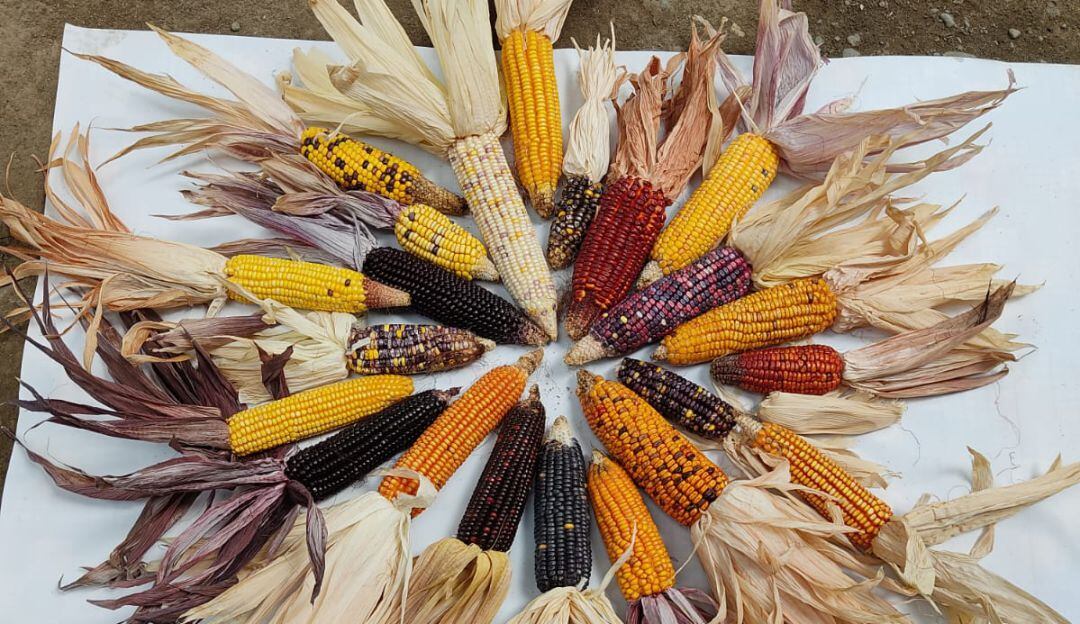 Maices ancestrales en Tuluá, Valle del Cauca. 