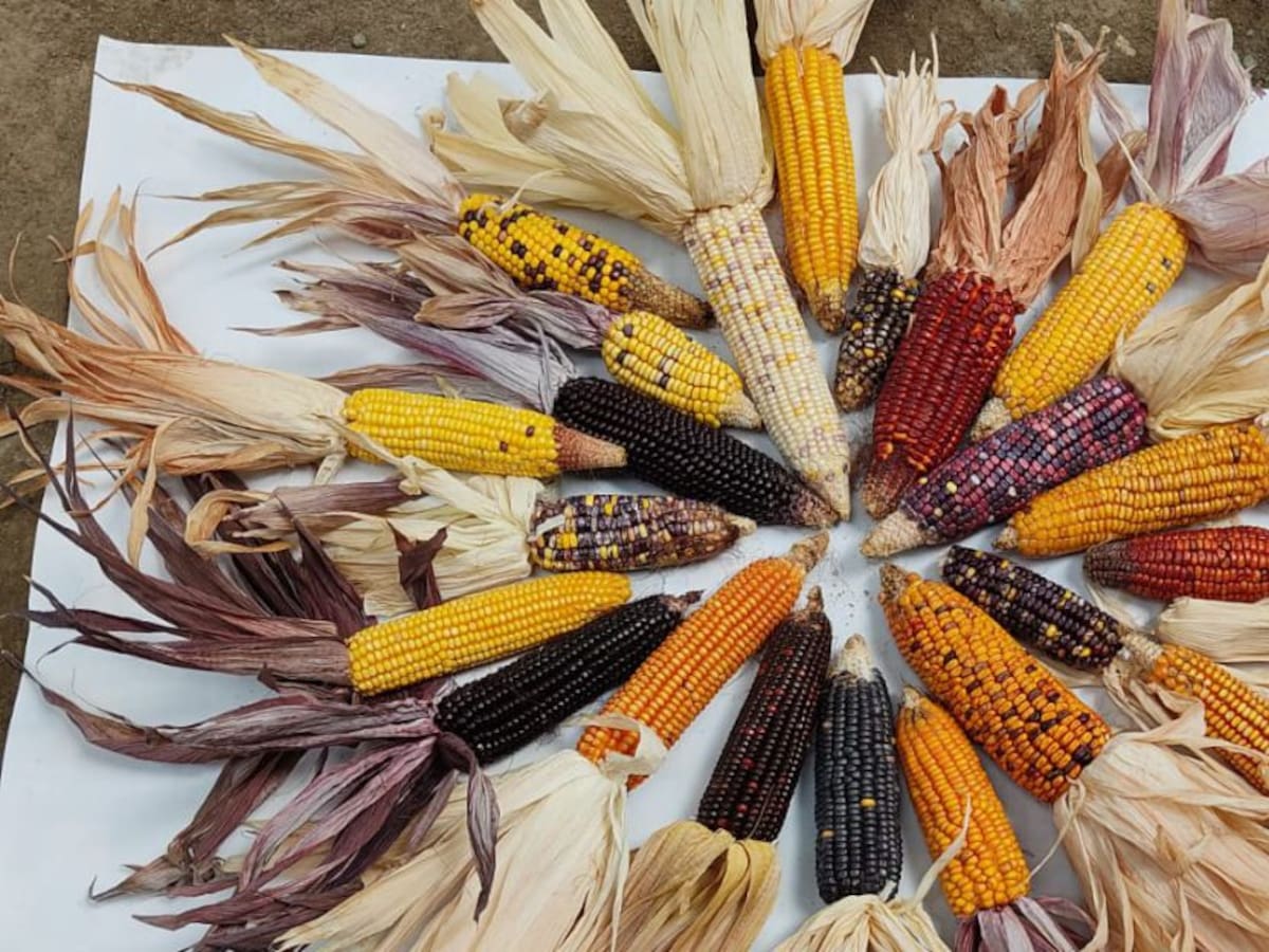 Un campesino de Tuluá trabaja en la recuperación de semillas nativas