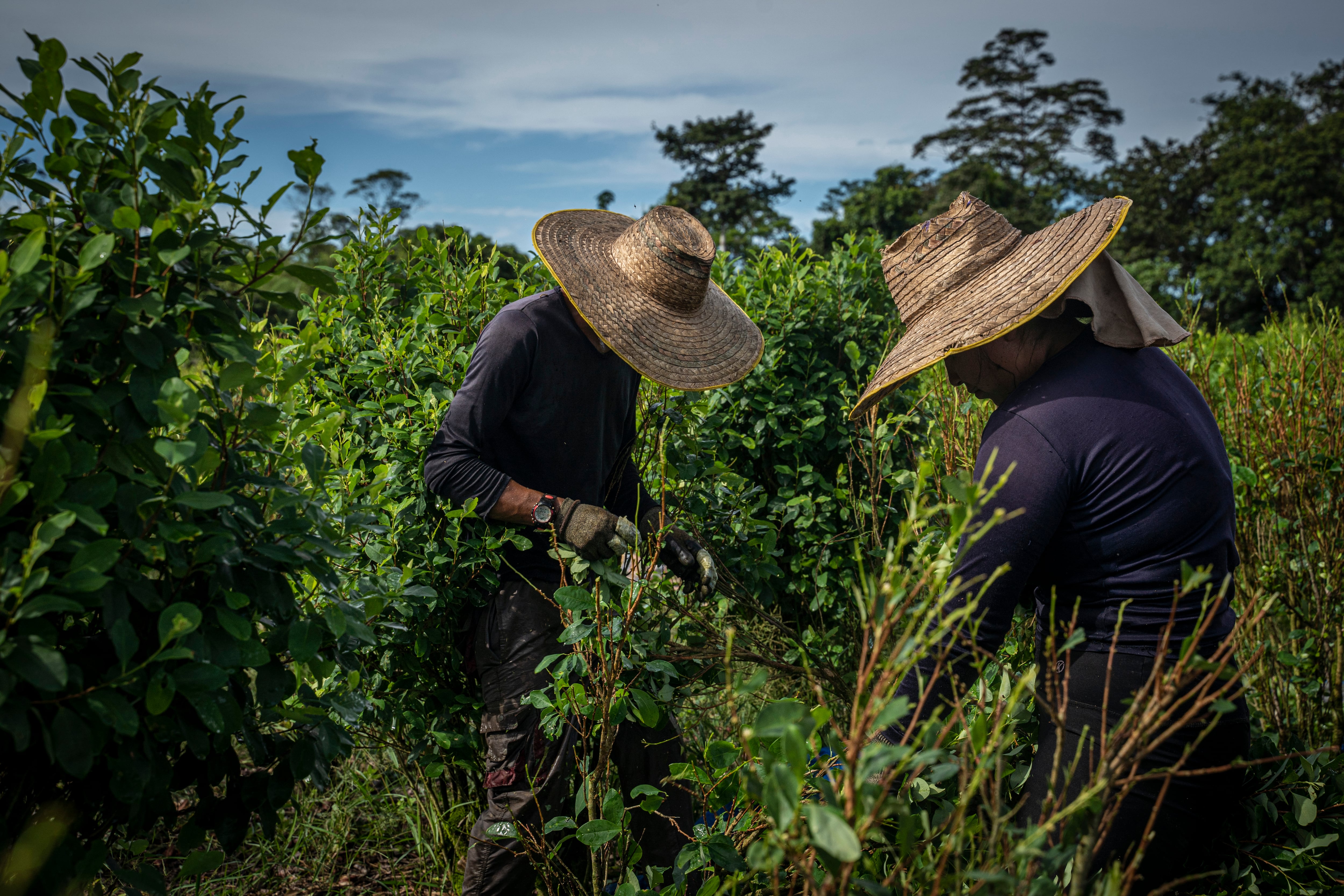 Raspachines recolectando hojas de coca en una plantación.
(Foto:  Edinson Arroyo/picture alliance via Getty Images)