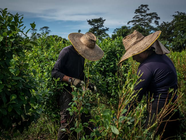 Raspachines recolectando hojas de coca en una plantación.
(Foto: Edinson Arroyo/picture alliance via Getty Images)
