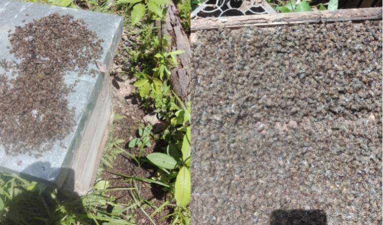 Apicidio en Córdoba