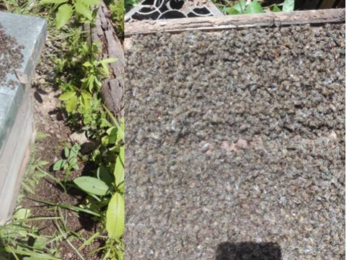 Alarmante exterminio de abejas en Córdoba