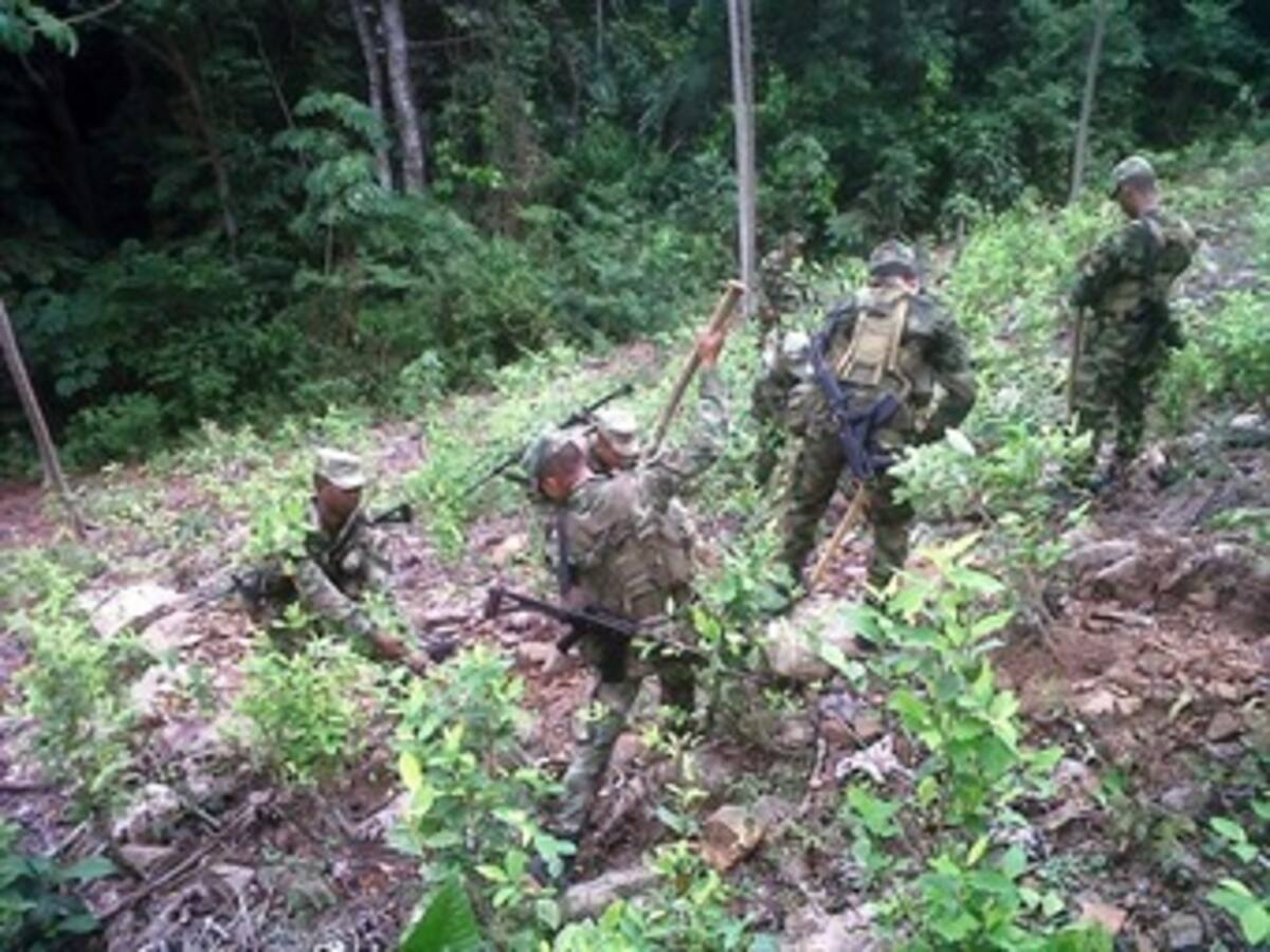 Ejercito erradica 3,5 hectáreas de coca del Clan Úsuga en el sur de Bolívar