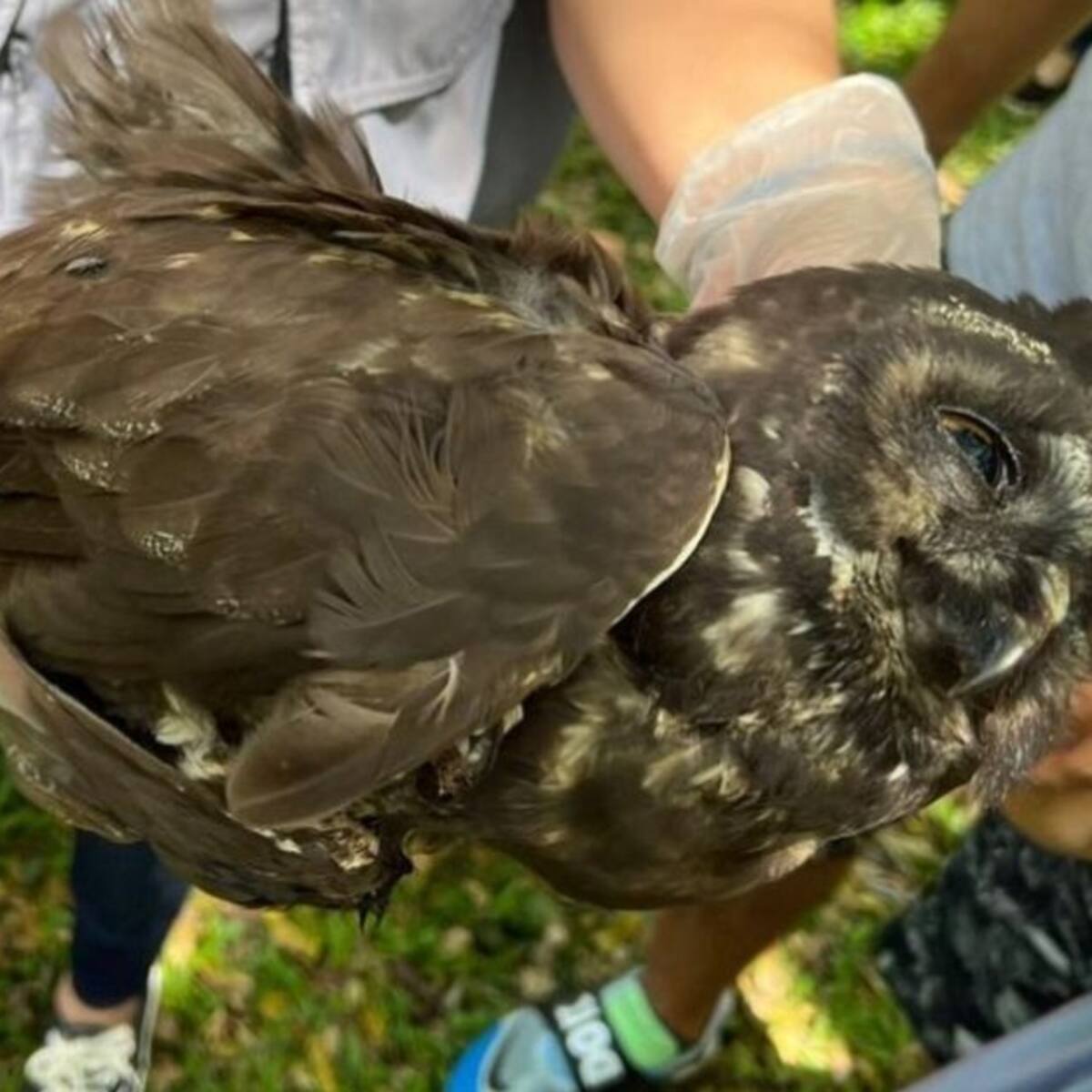 ¿A qué se debe la muerte de 800 aves este año en el valle de Aburra?