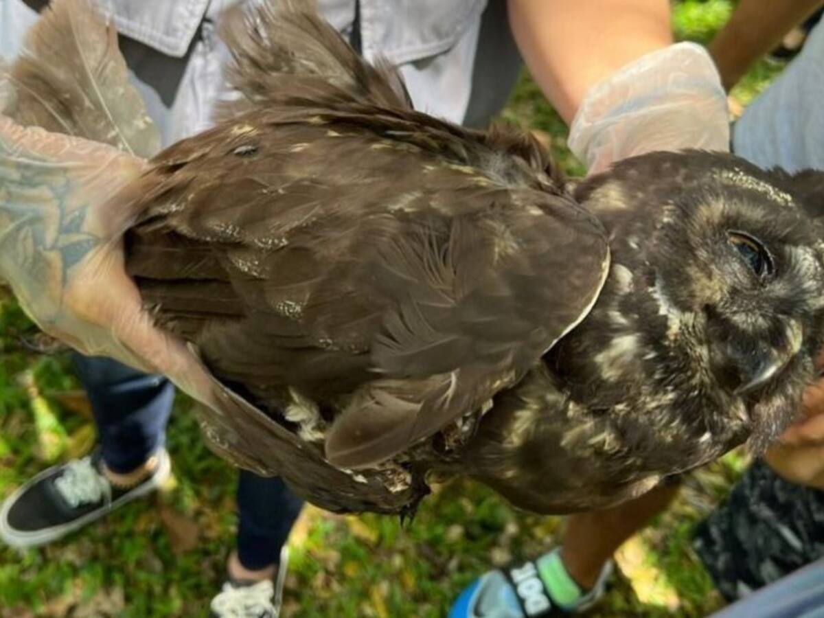¿A qué se debe la muerte de 800 aves este año en el valle de Aburra?