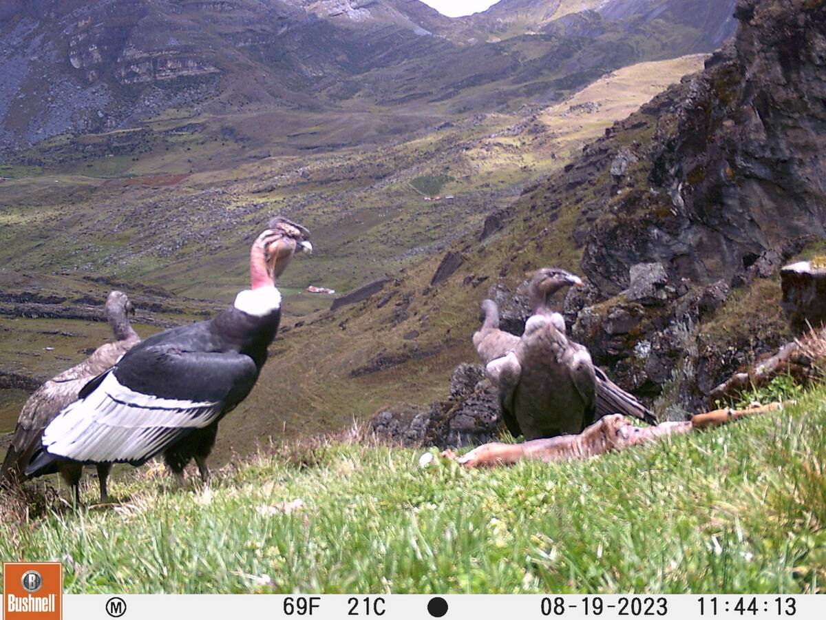 Colombia propone censo internacional de cóndores para 2024