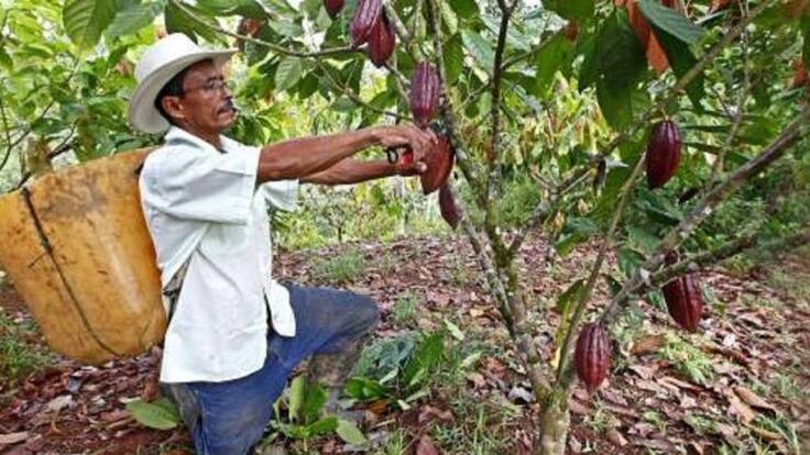 En cuarentena se exportaron 200 toneladas de cacao