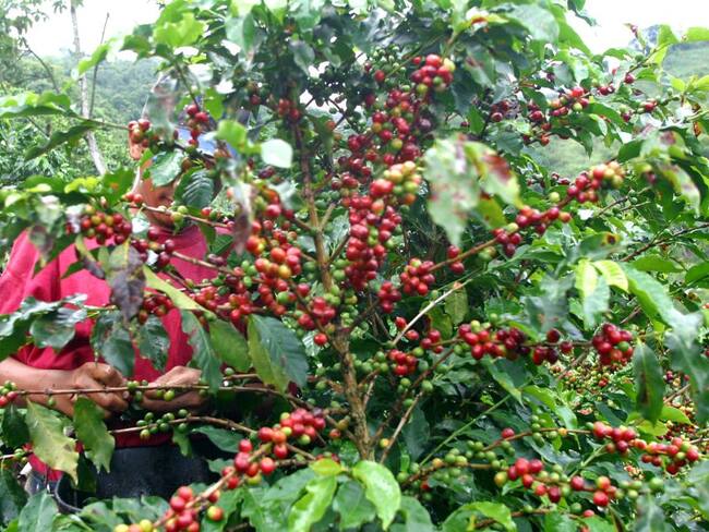 Fedecafé: Producción de café en mayo cayó un 6%