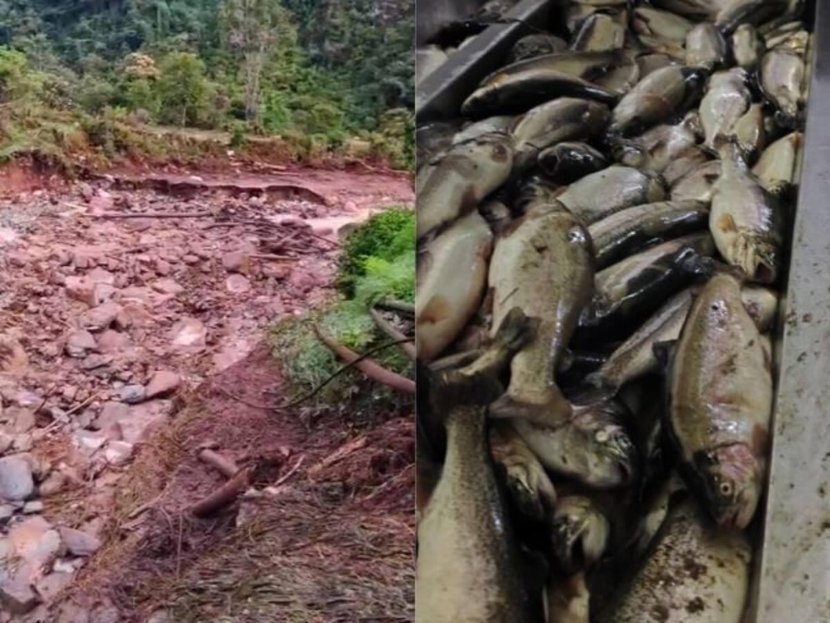 VIDEO | Desbordamiento de quebrada arrasó criaderos de trucha y pastizales de ganado en Santander