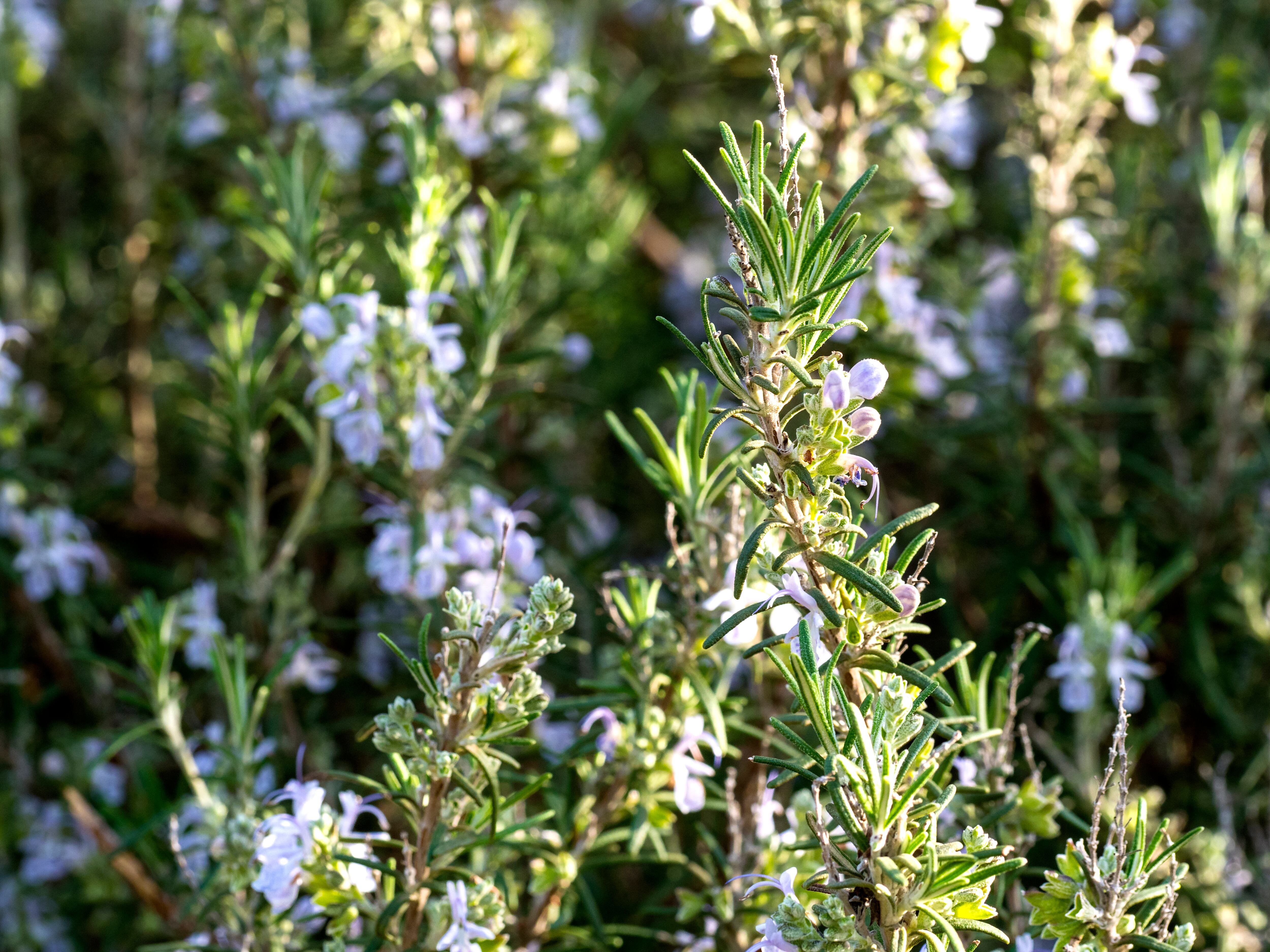 Romero en flor - Getty Images