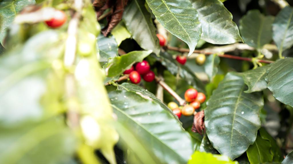 Baja en la producción del café en Risaralda - Comité de Cafeteros de Risaralda.