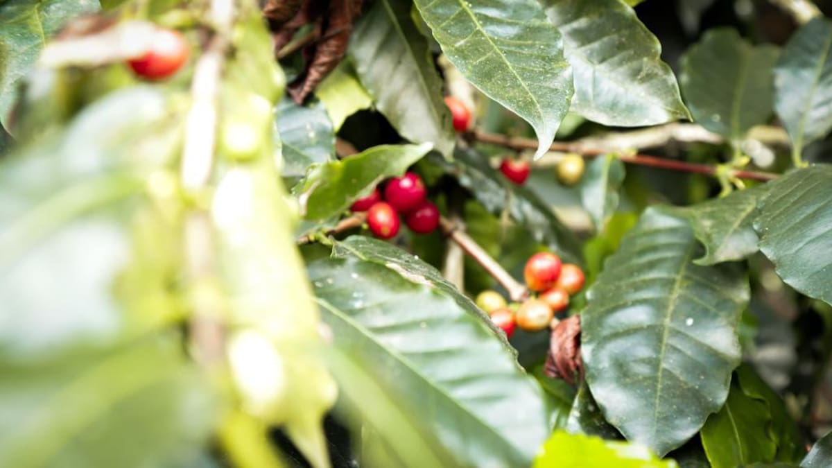 El invierno sigue afectando la cosecha cafetera en Risaralda