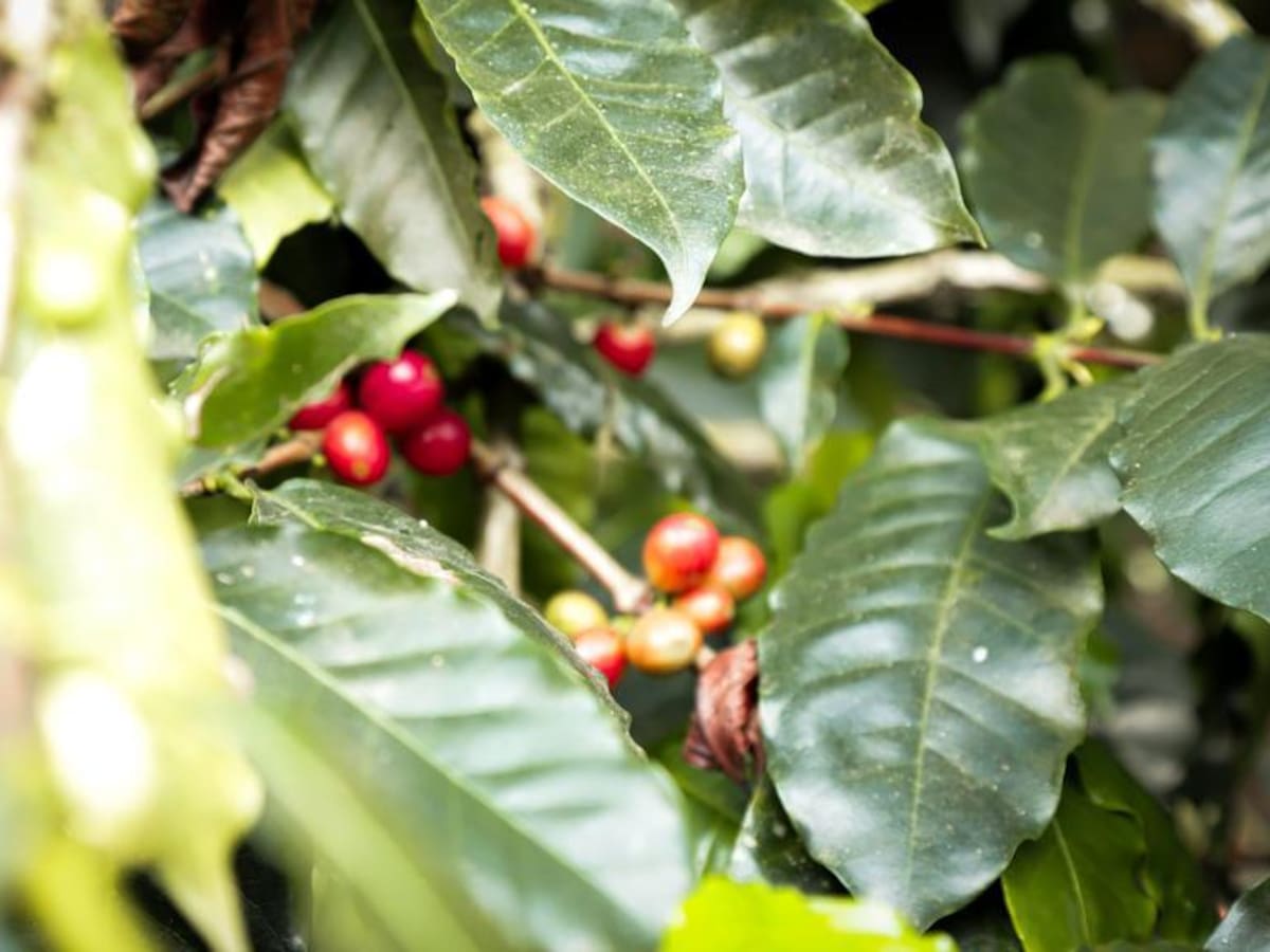 El invierno sigue afectando la cosecha cafetera en Risaralda