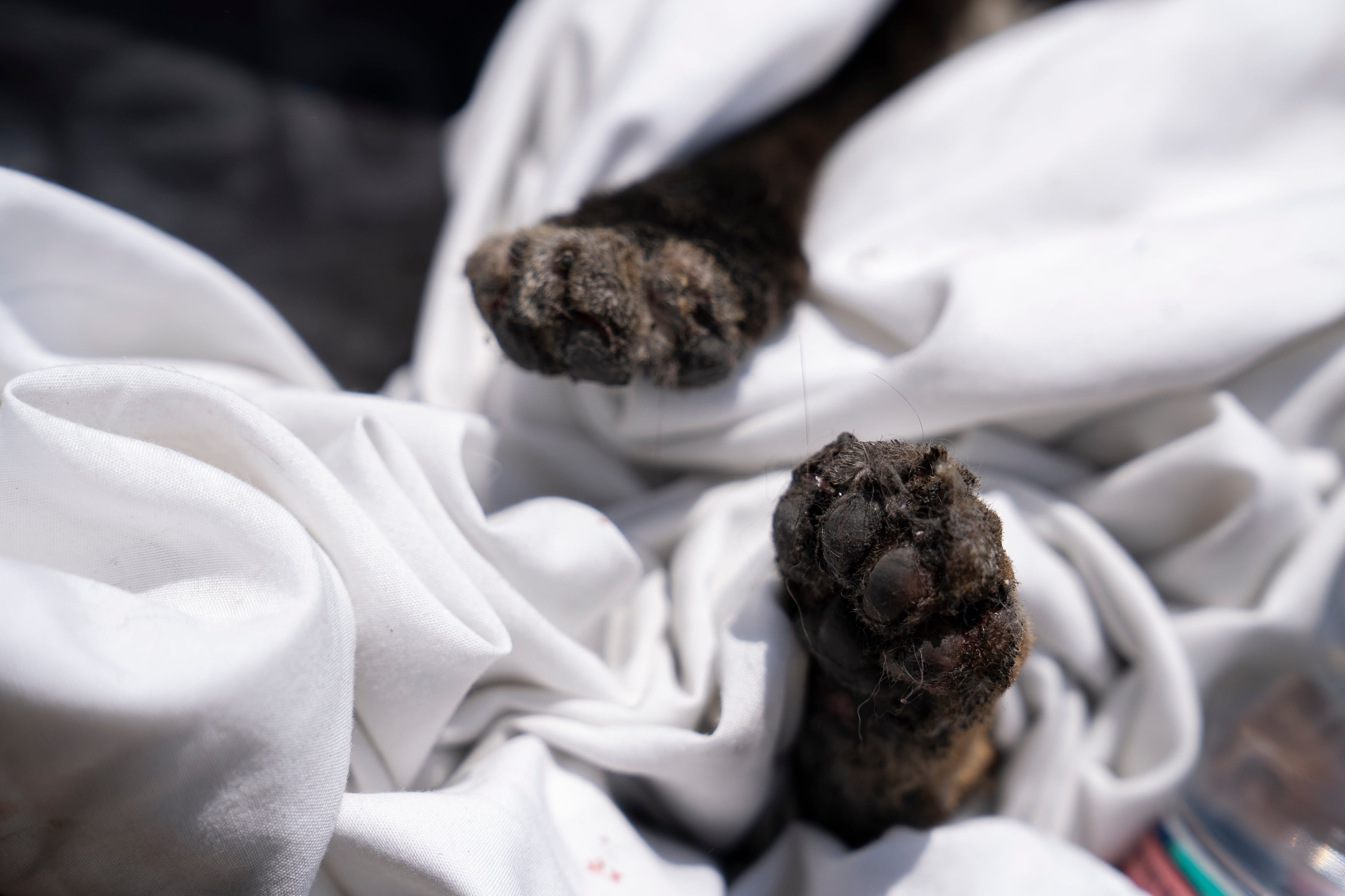 Foto referencia gatos EFE/ Adriana Thomasa