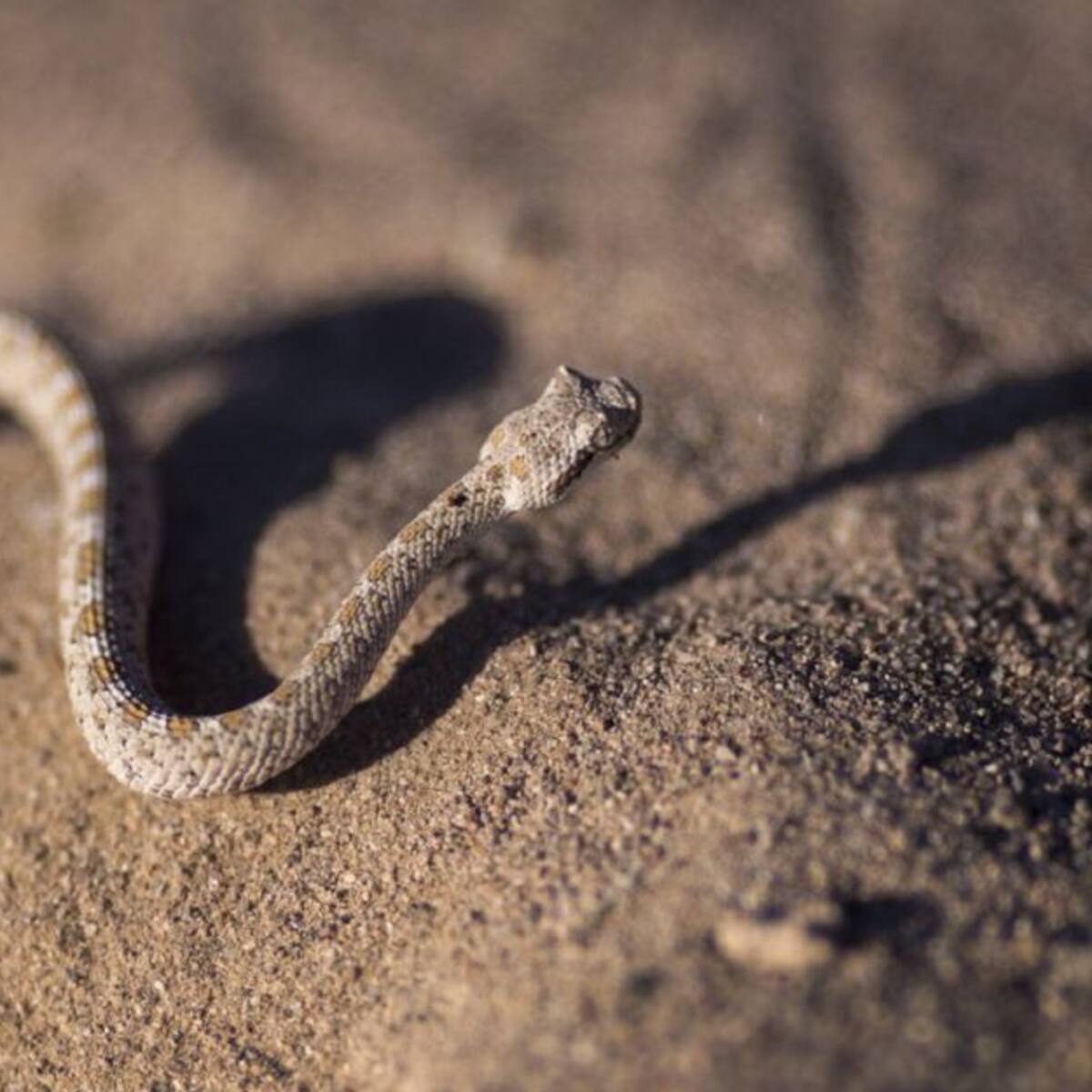 En un inusual caso un hombre fue atacado por una serpiente en Manizales